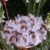 Doce de Nozes com lascas de nozes - Image 9